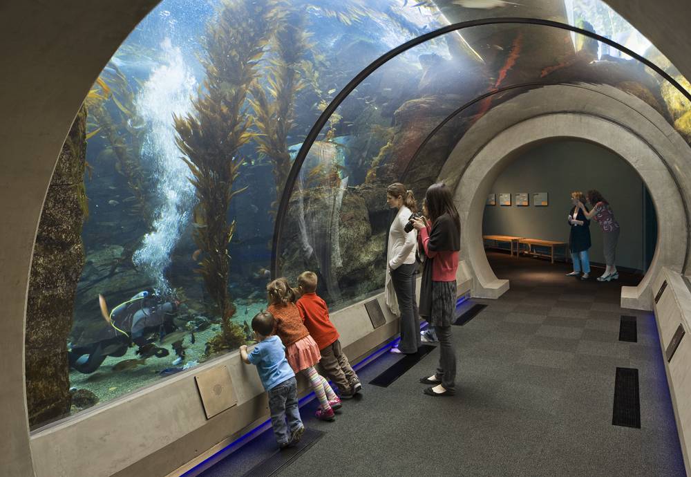 Families view diver and fish through acrylic wall of Kelp Forest aquarium tunnel