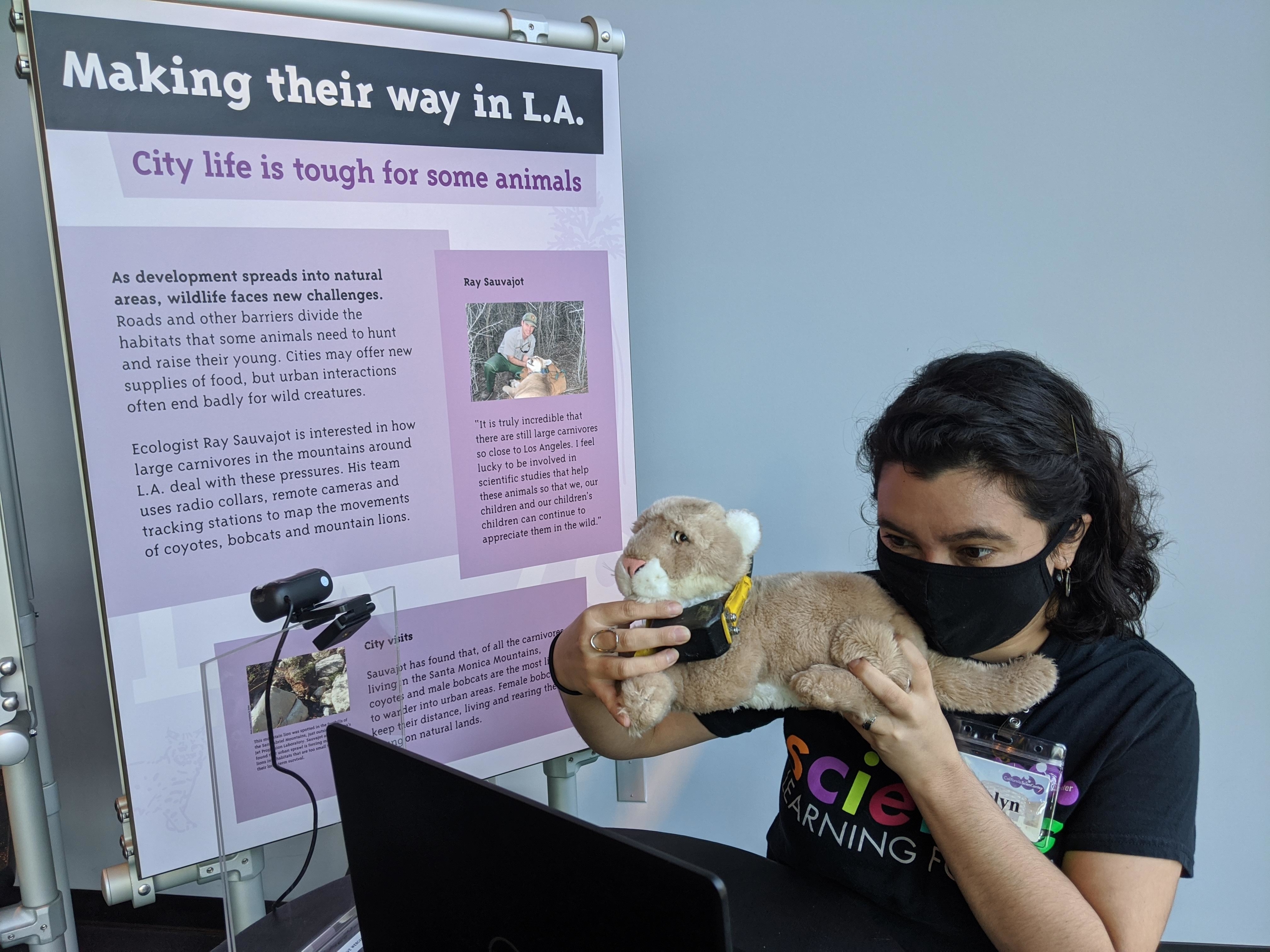 Educator holding plush mountain lion to computer camera for virtual presentation.