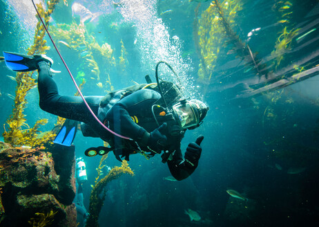 Diver giving thumbs up inside Ecosystems Kelp Tank