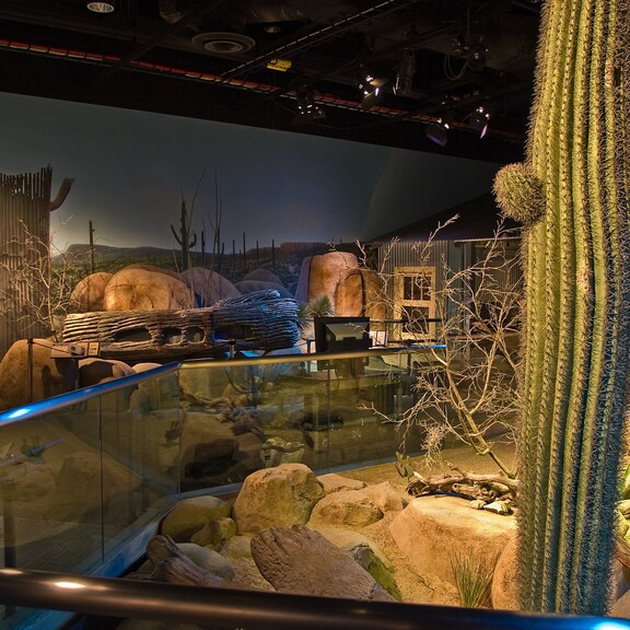 The Desert gallery in the Ecosystems Extreme Zone, with a modeled desert landscape