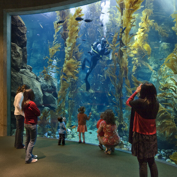A diver works in the Kelp Forest Zone of Ecosystems, surrounded by fish, as guests watch.