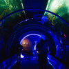 Event guests enter kelp forest tunnel lit in electric blue