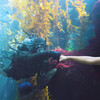 A child in a face covering fist bumps a diver through the acrylic window of the Science Center's Kelp Forest habitat.