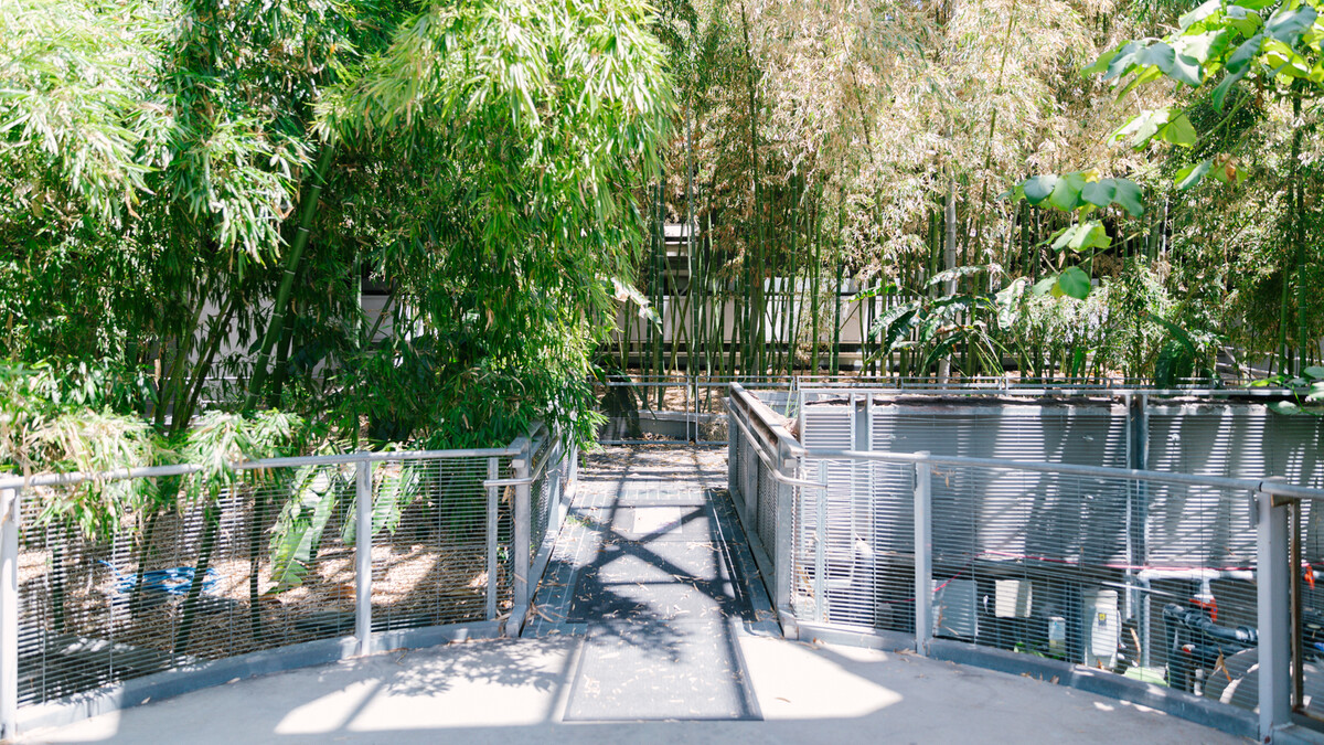 The Wallis Annenberg Building bamboo terrace, featuring a round concrete pad leading into a walkway flanked by live bamboo shoots. 