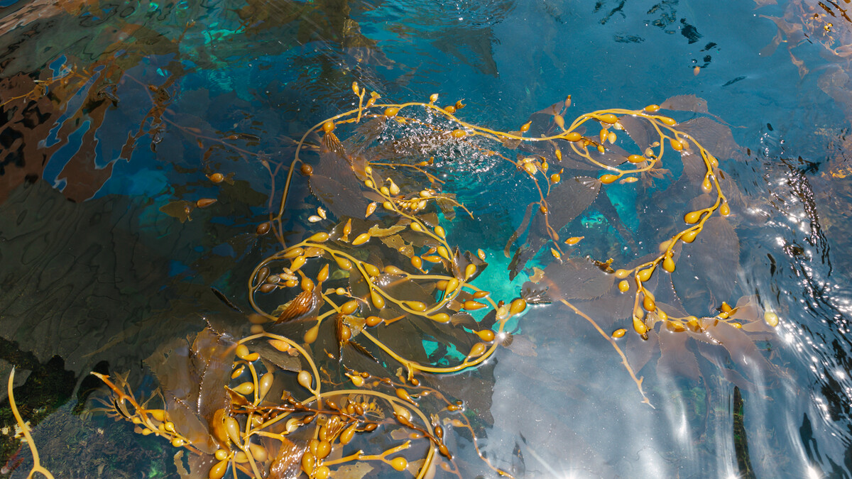 Outdoor overhead view of live kelp floating in water in Kelp Forest aquarium
