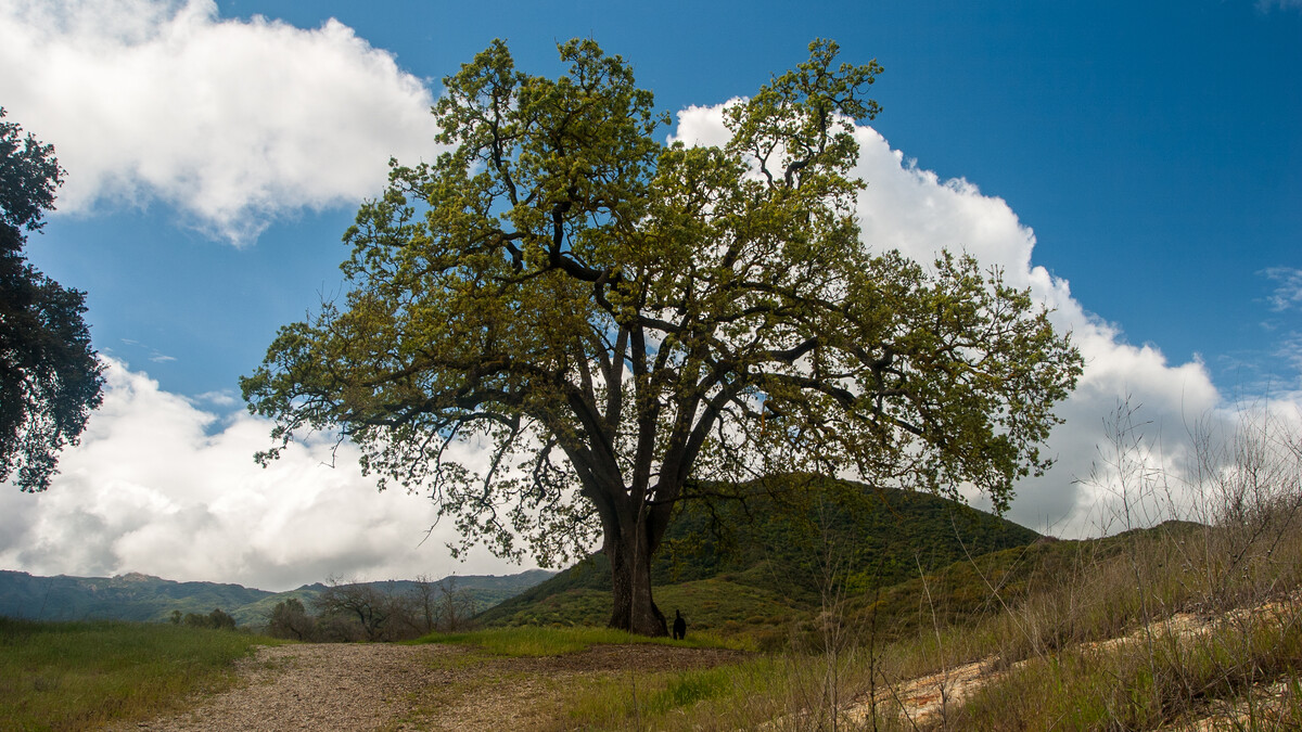 A lone Oak tree covered in tiny green leaves stands next to a tan, gravely path, with a green shrub-covered hill behind it. A bright blue sky accented with white fluffy clouds fills the background