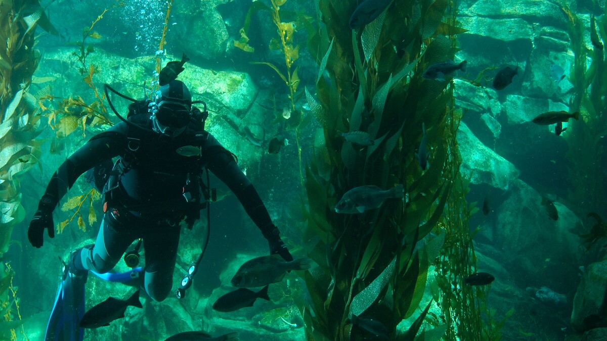 Diver inside Ecosystems Kelp Tank