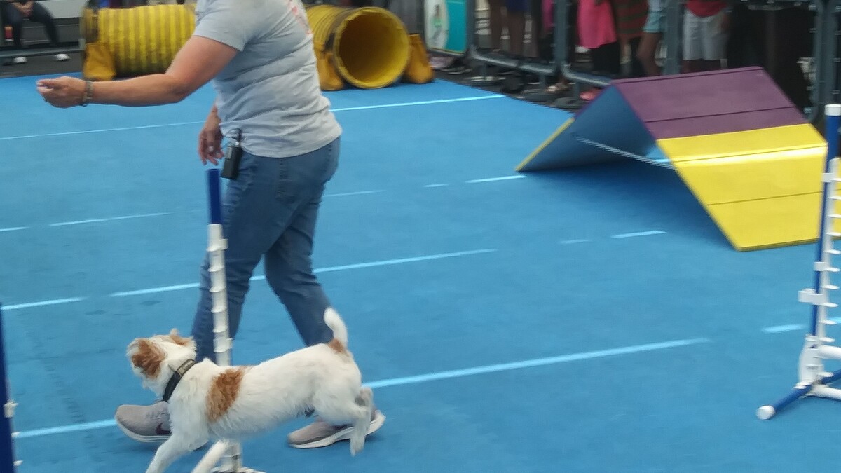 A woman takes a dog through a fitness training routine.