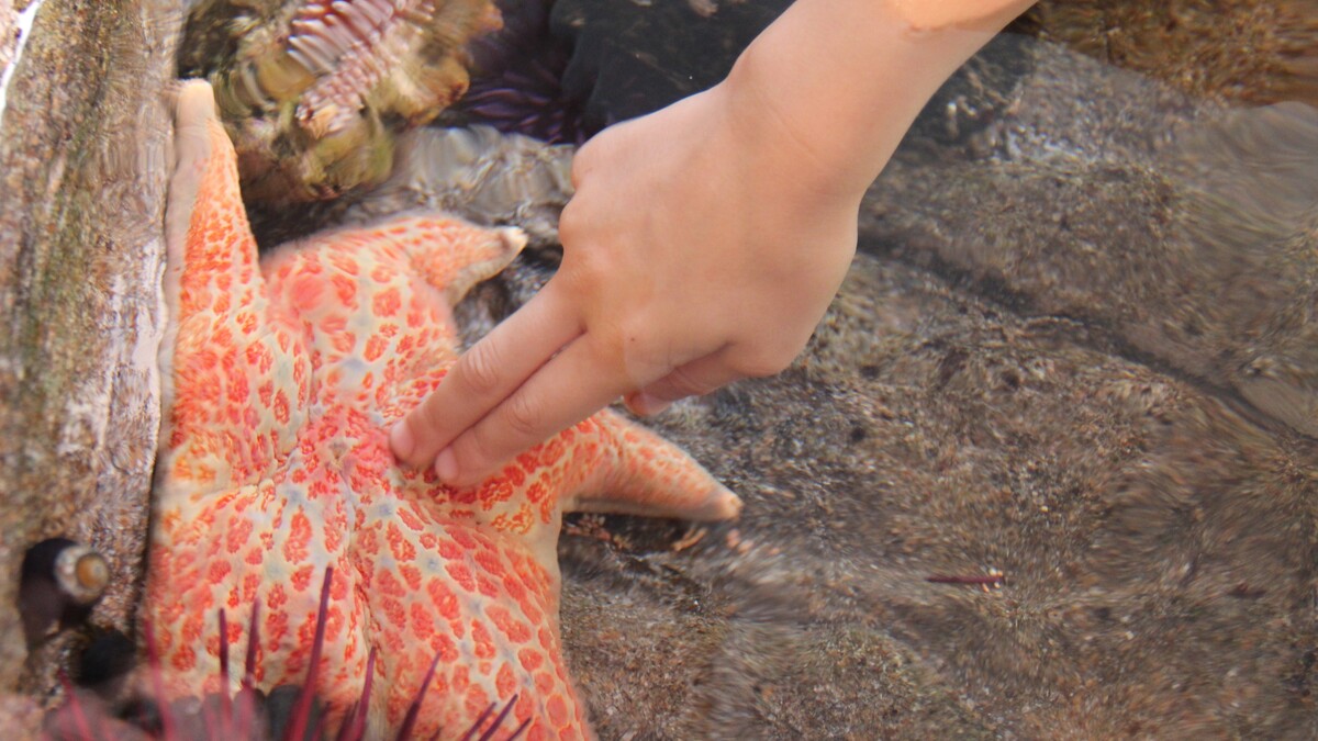 Using two fingers, a child's hand gently touches and orange and tan sea star.