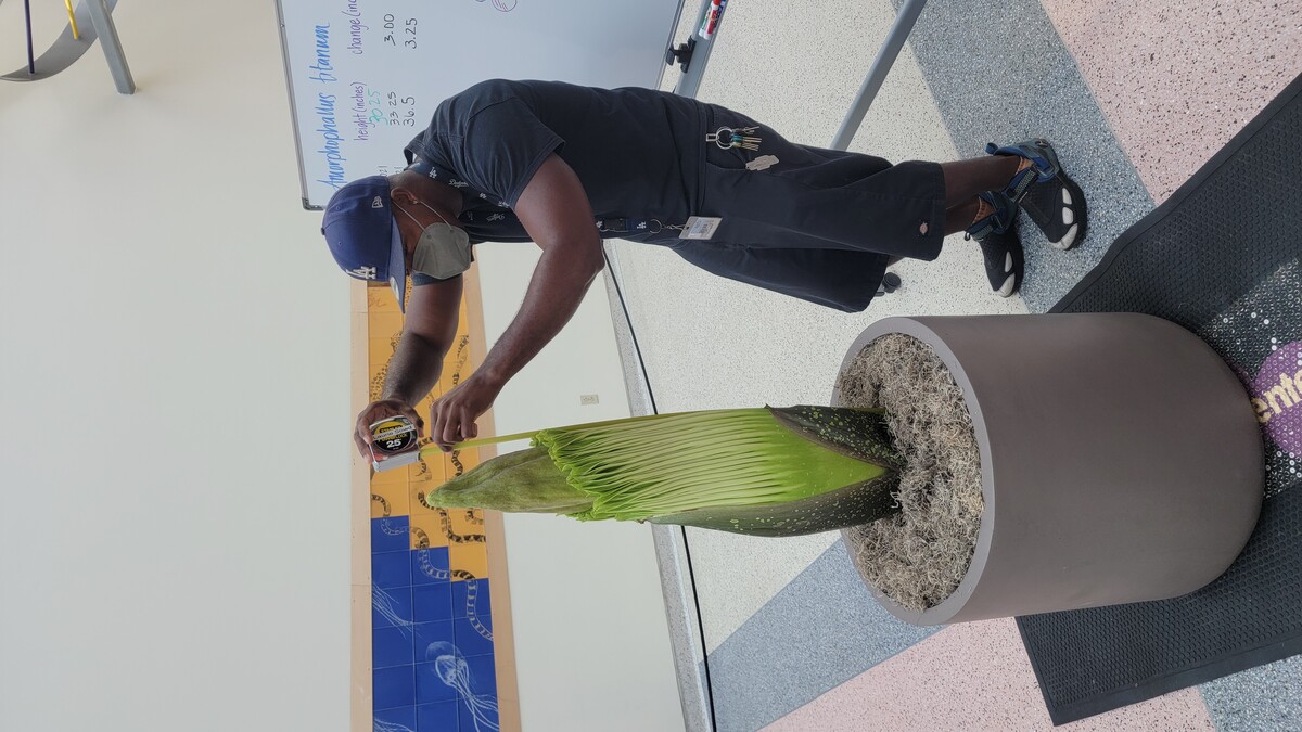 Corpse Flower on August 2