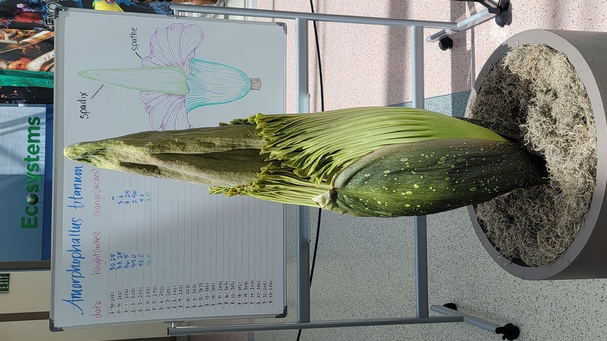 Corpse Flower The California Science Center