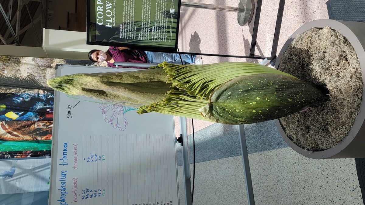 Corpse Flower on August 5