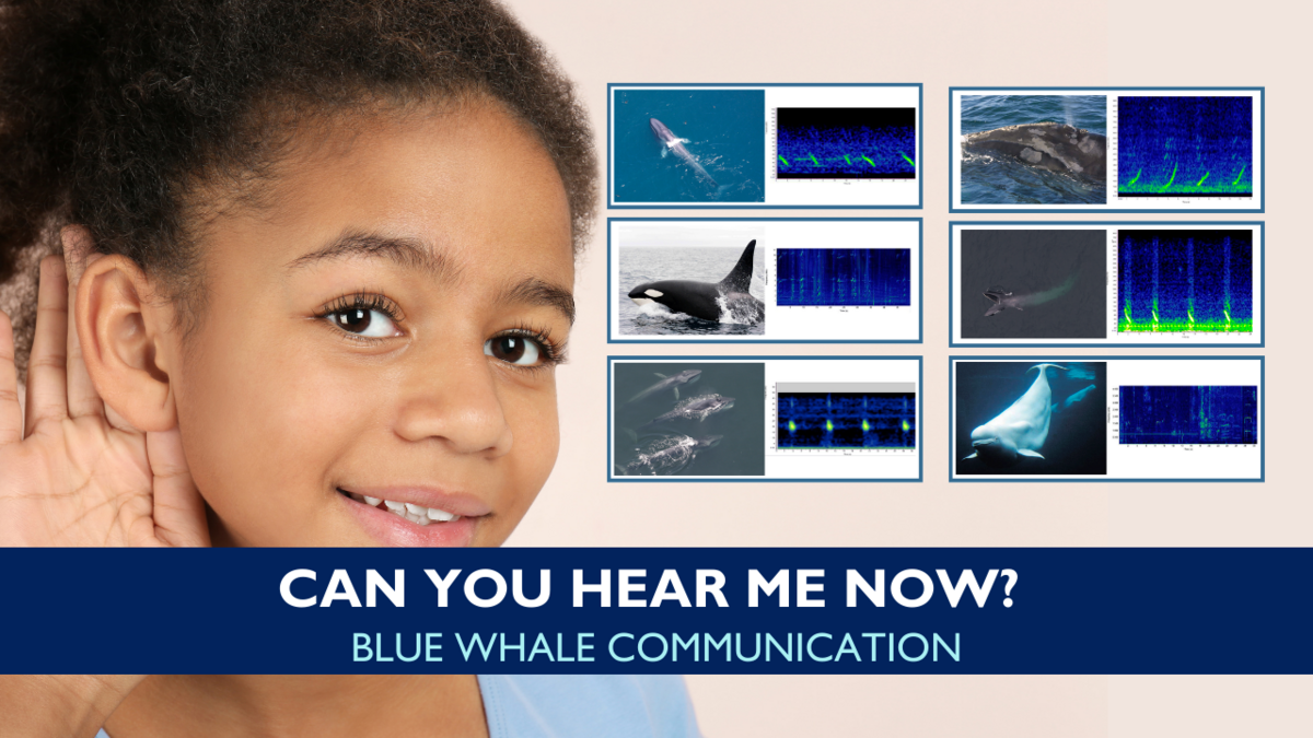 Can You Hear Me Now activity