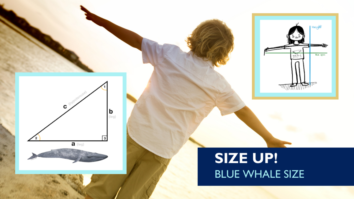 Size Up activity