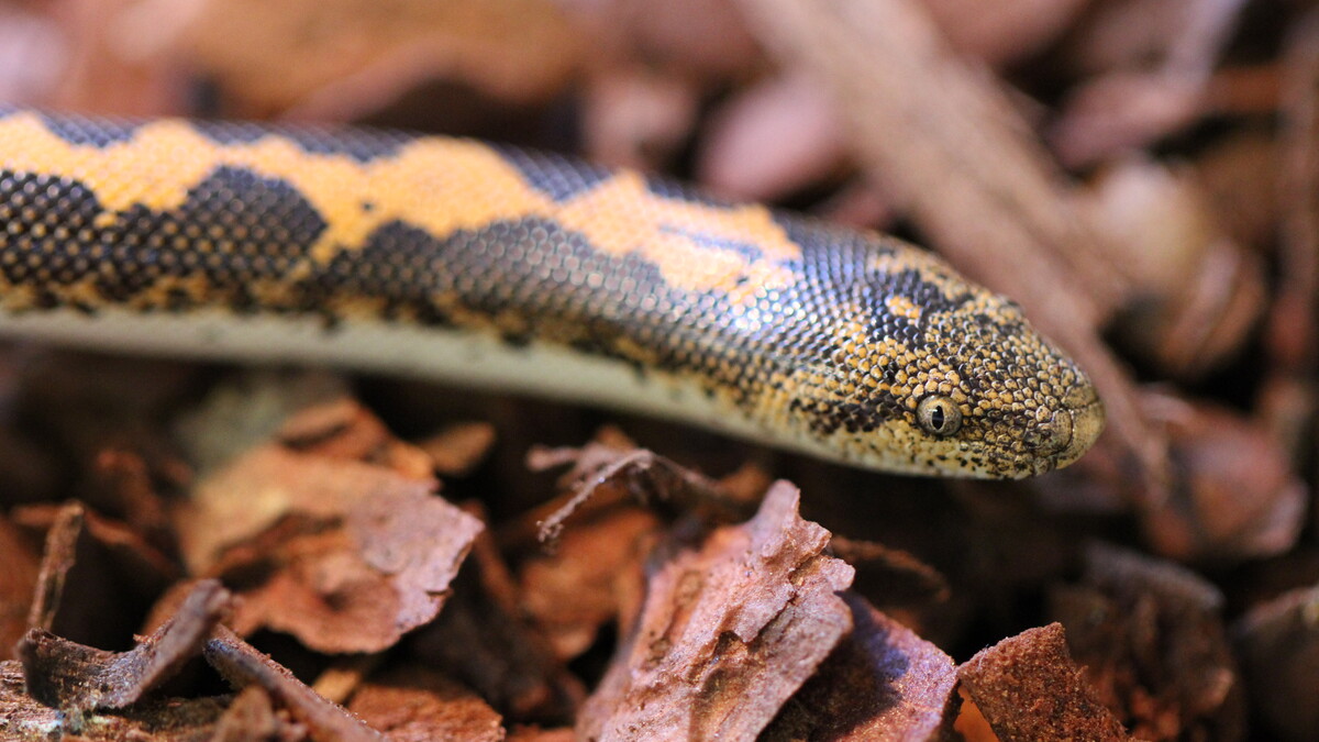 Sand Boa