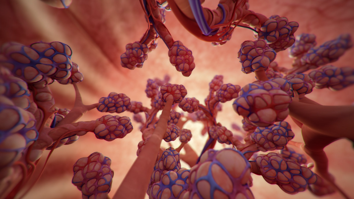 CGI rendering of a pulmonary alveoli.