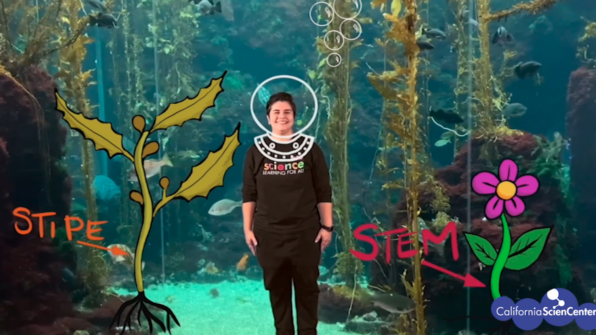 Virtual Field Trip Video - 5th Grade Life Science