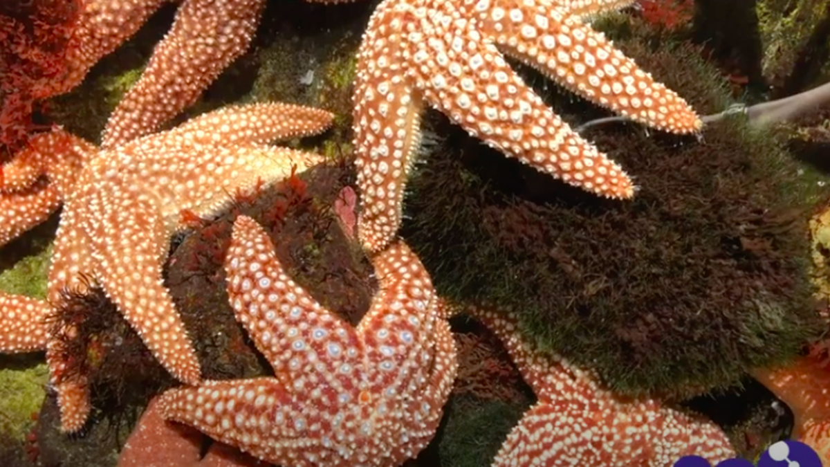 Several sea stars in tank. 