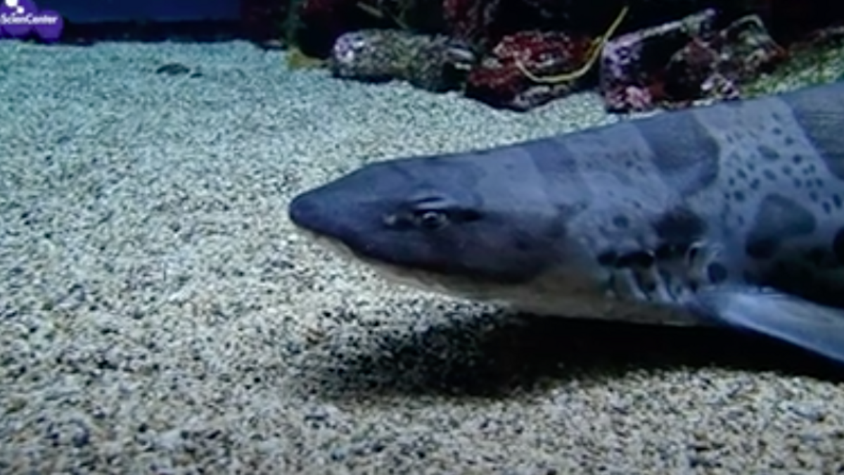 Shark swimming in the bottom of tank. 