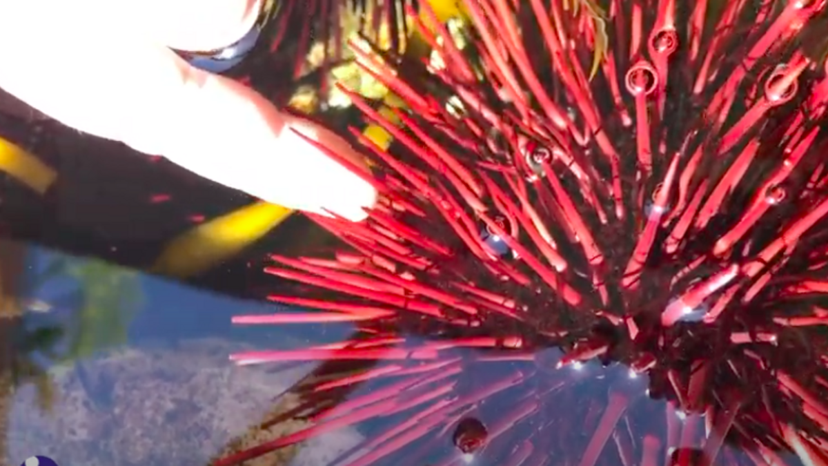 Hand touching red sea urchin.