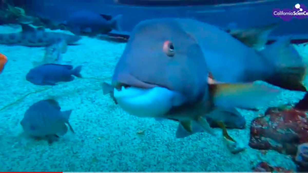 Fish swimming in fish tank. 