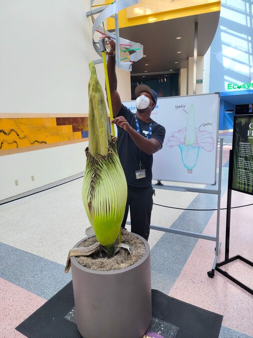 Corpse Flower on August 11